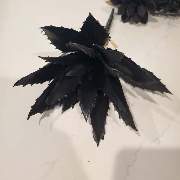 Set of 5 Black Suculants - Picture 2 of 6